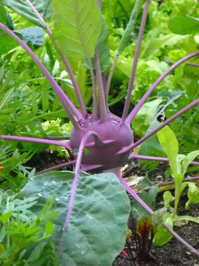 Seed Freaks - Brassica - Kohlrabi - Purple Vienna