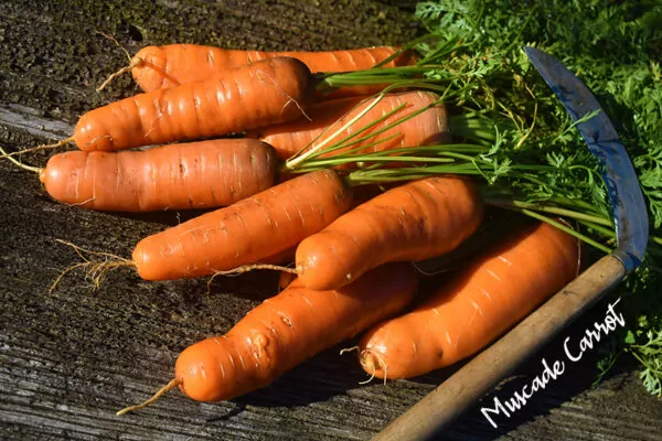 Picture of Muscade Carrots grown organically by Seed Freaks