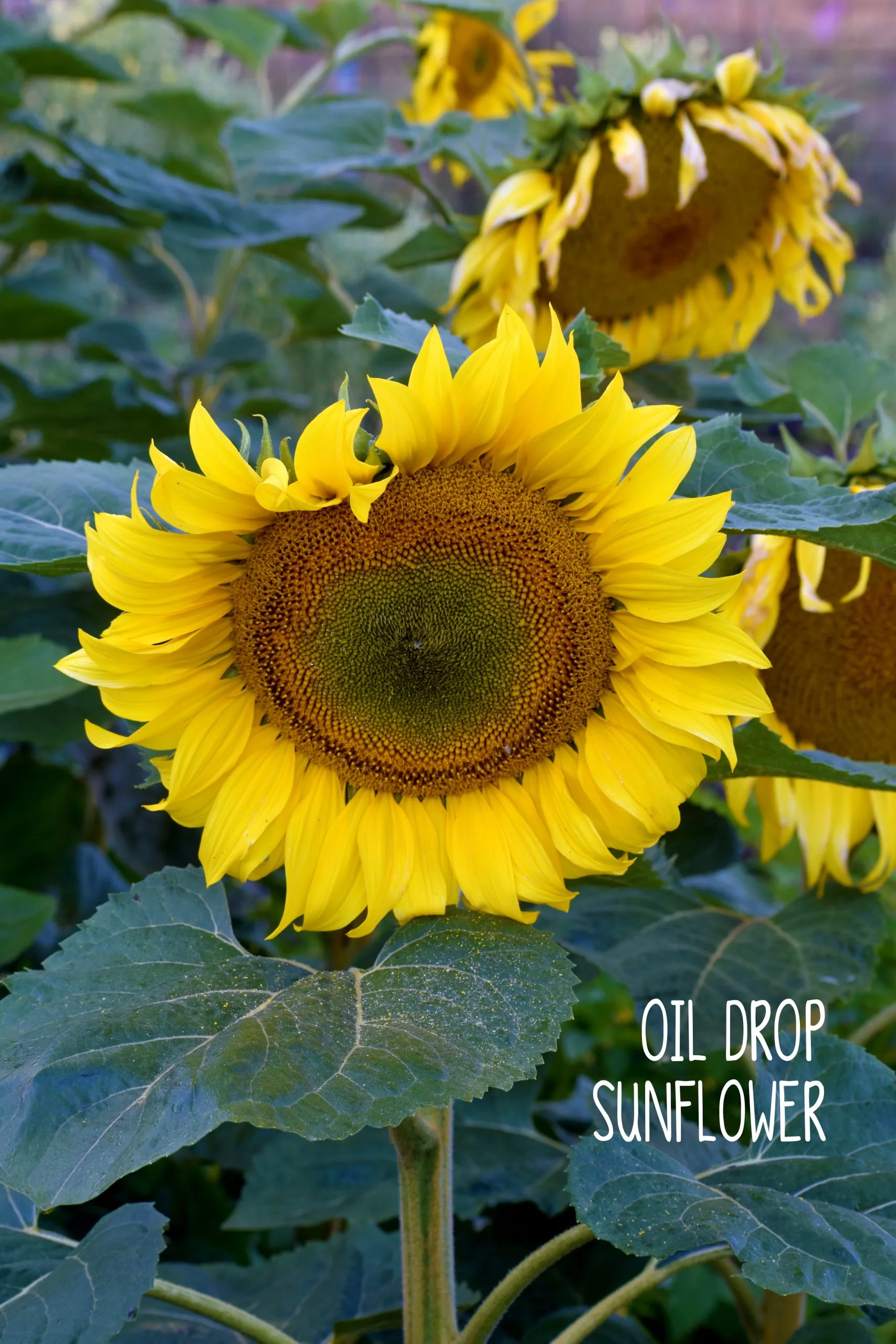 Seed Freaks - Sunflower - Oil Drop