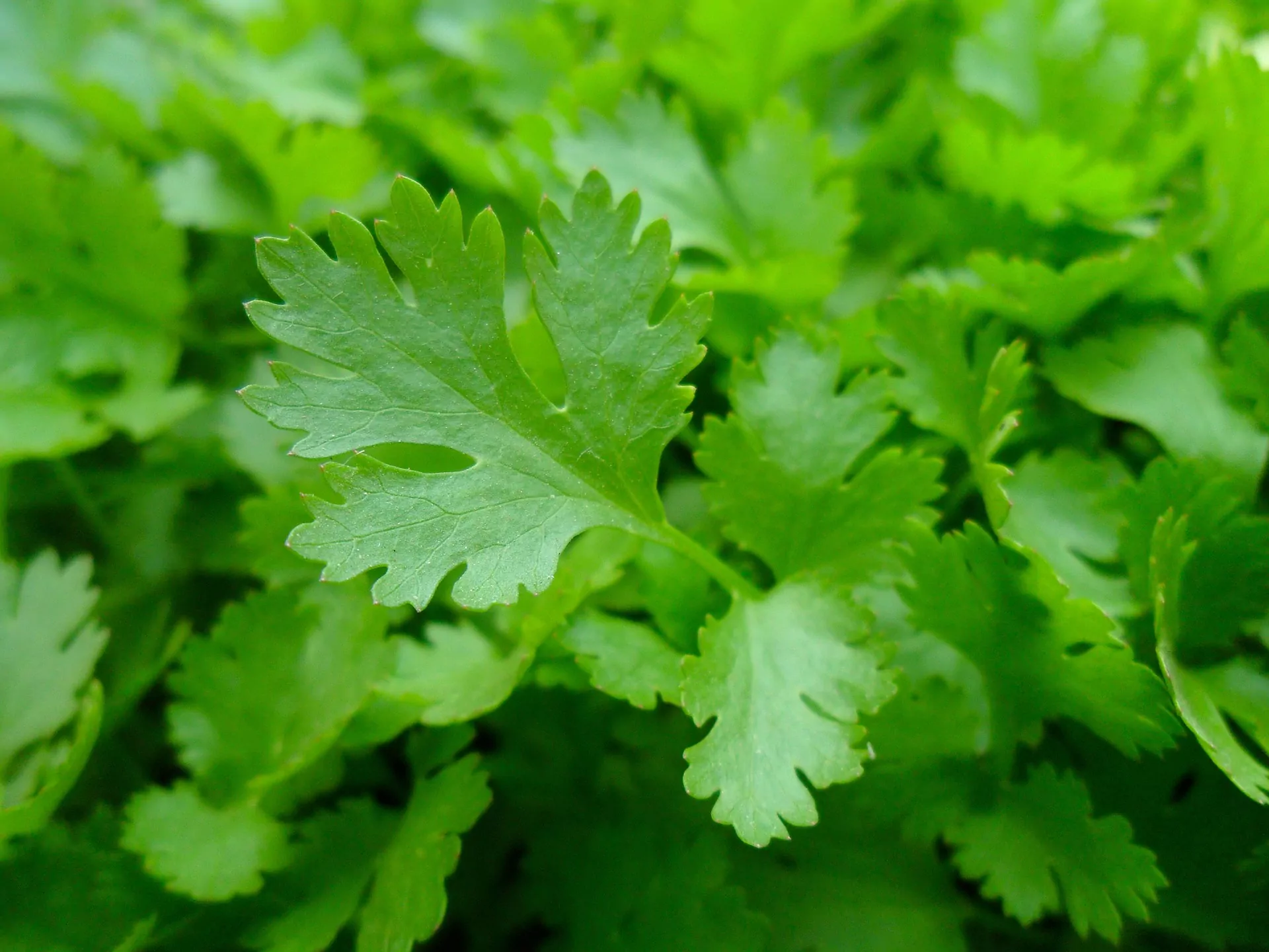 Seed Freaks - Herbs - Parsley - Flat Leaved