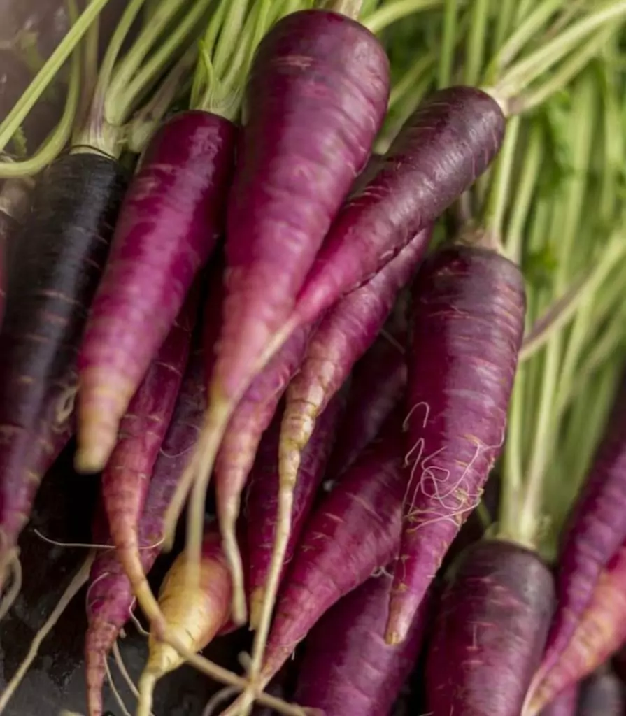 Seed Freaks - Carrots - Purple Dragon