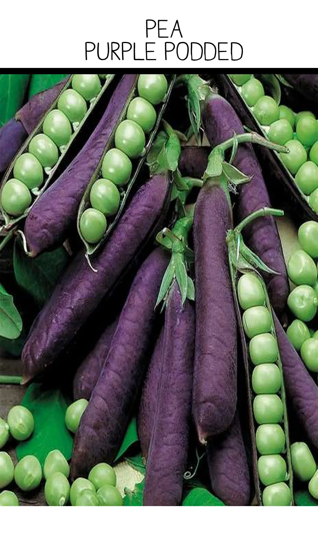 Seed Freaks - Peas - Purple Podded Pea