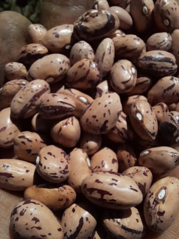 Photo of Red Rooster Borlotti Beans grown from Seed Freaks seeds. Open pollinated heirloom seeds available in Australia. Tasmanian owned and grown.
