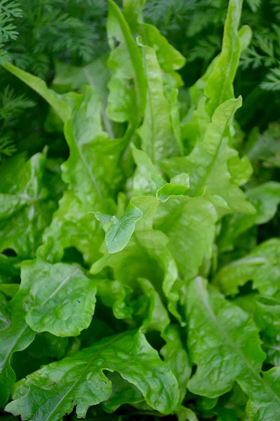 Seed Freaks - LETTUCE - Marvel of Four Seasons - Image 9