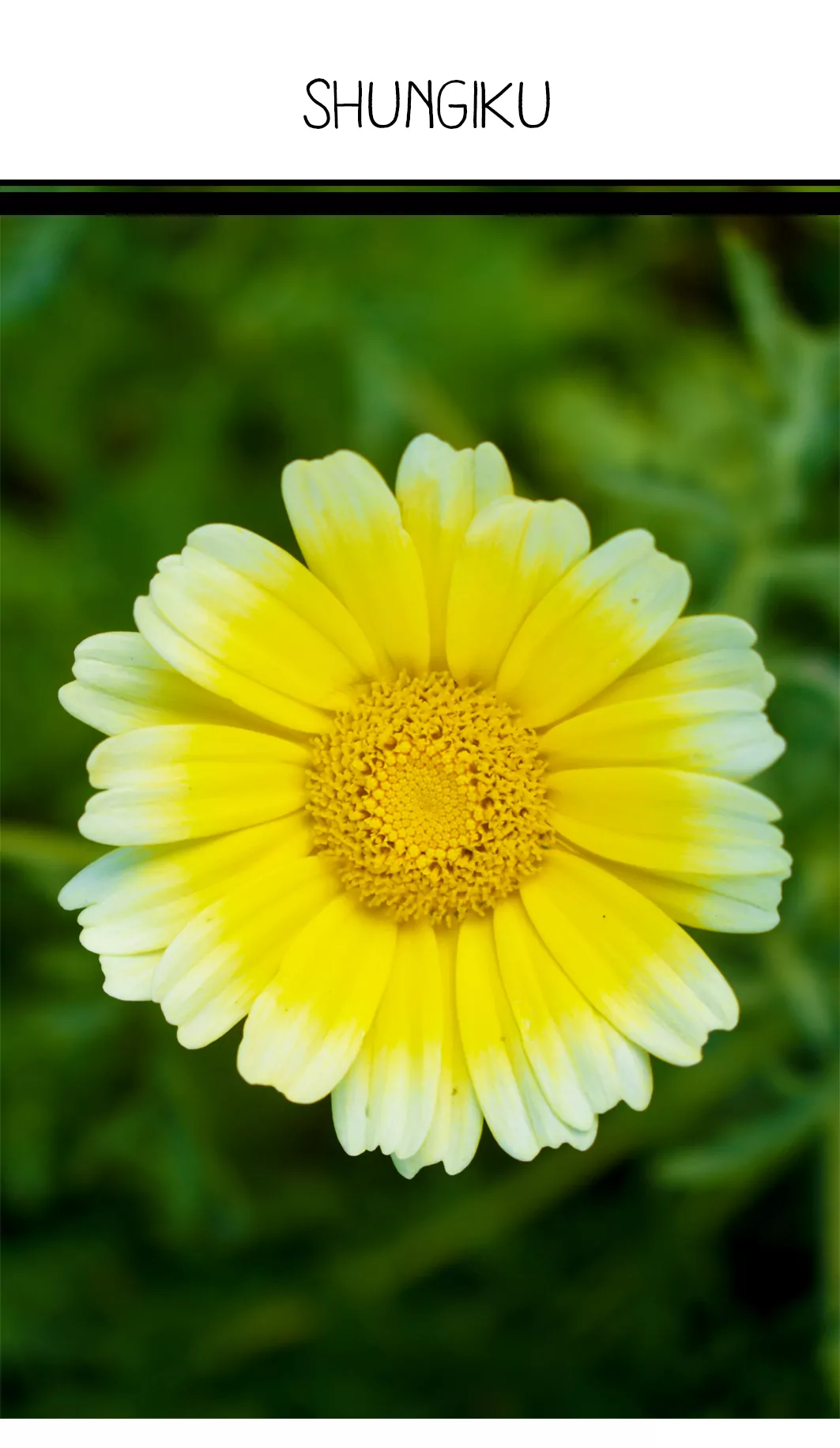Seed Freaks - Herbs - Shungiku