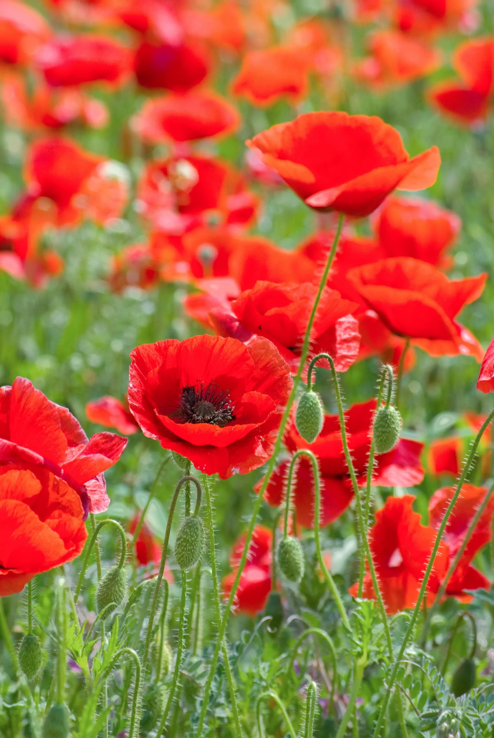 Seed Freaks - Flowers - Flanders / Common Poppy - Image 2