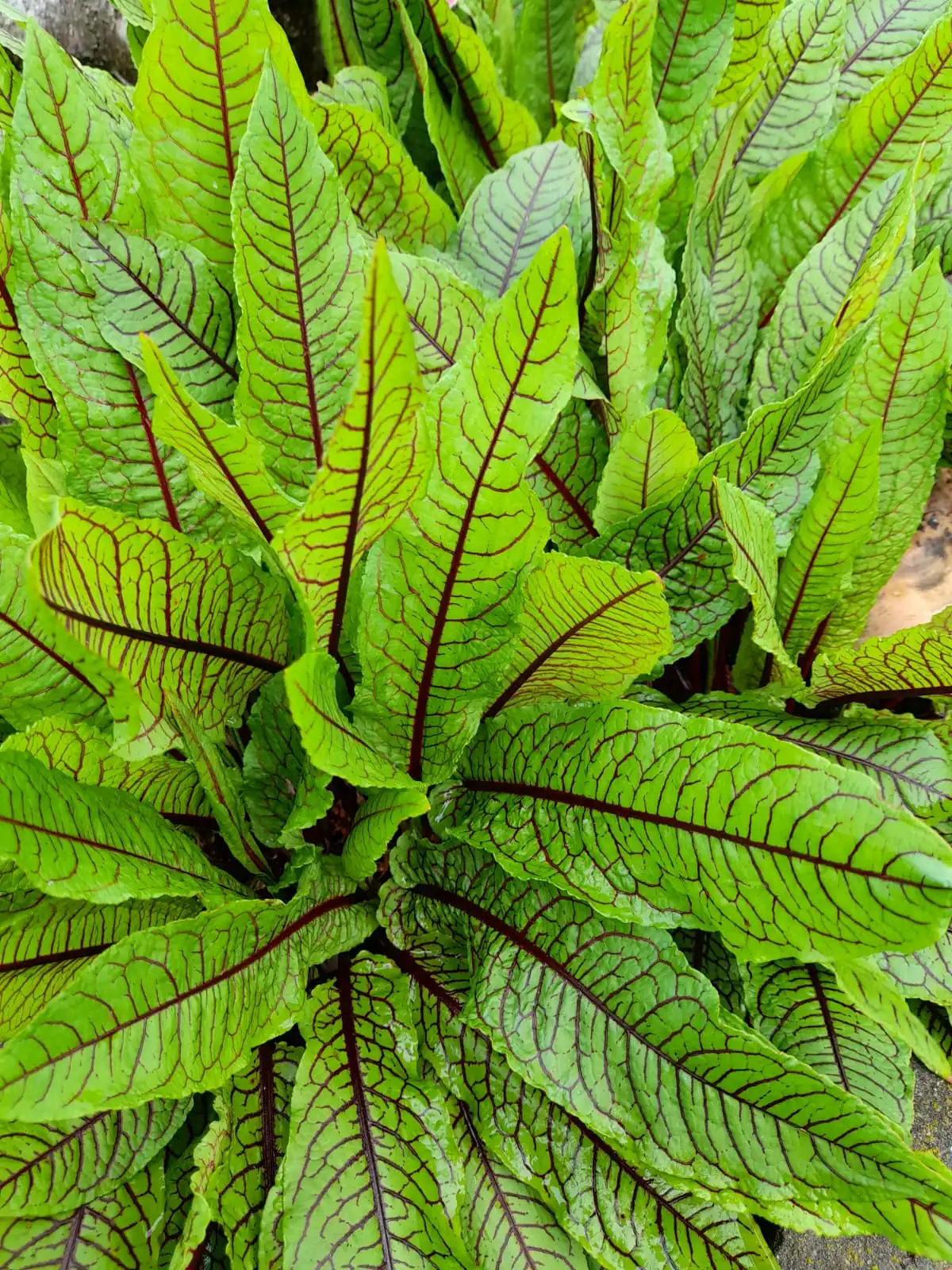 Seed Freaks - Salade Greens: Sorrel Red Veined - Image 2