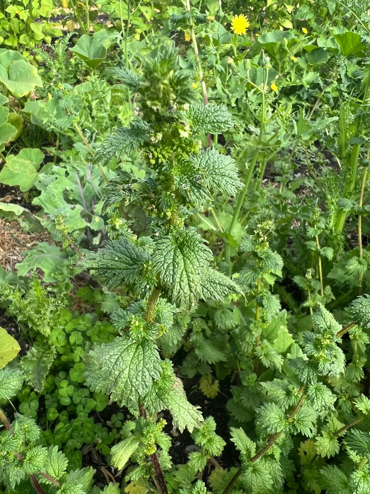Seed Freaks - Herbs - Stinging Nettle - Image 2