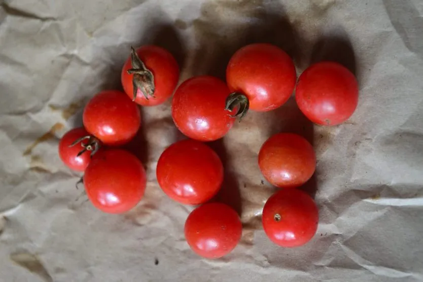 Tomato - Sugarlump - Image 2