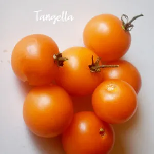 Picture of Tangella heirloom Tomatoes from Seed Freaks