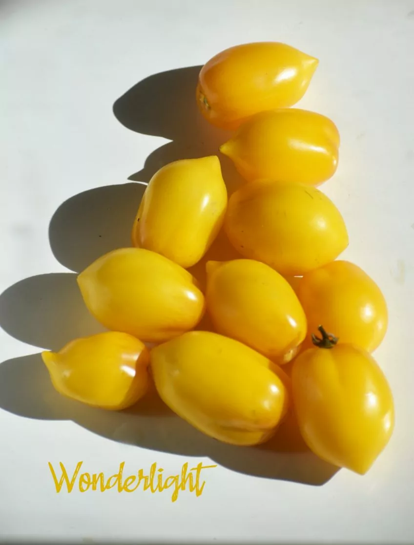 Tomato - Wonderlight - Image 2