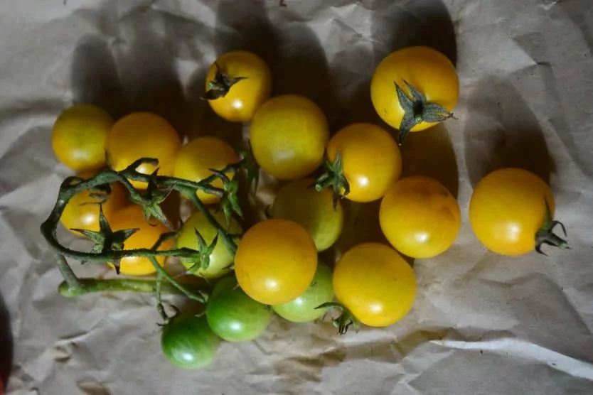 Tomato - Yellow Honeybee