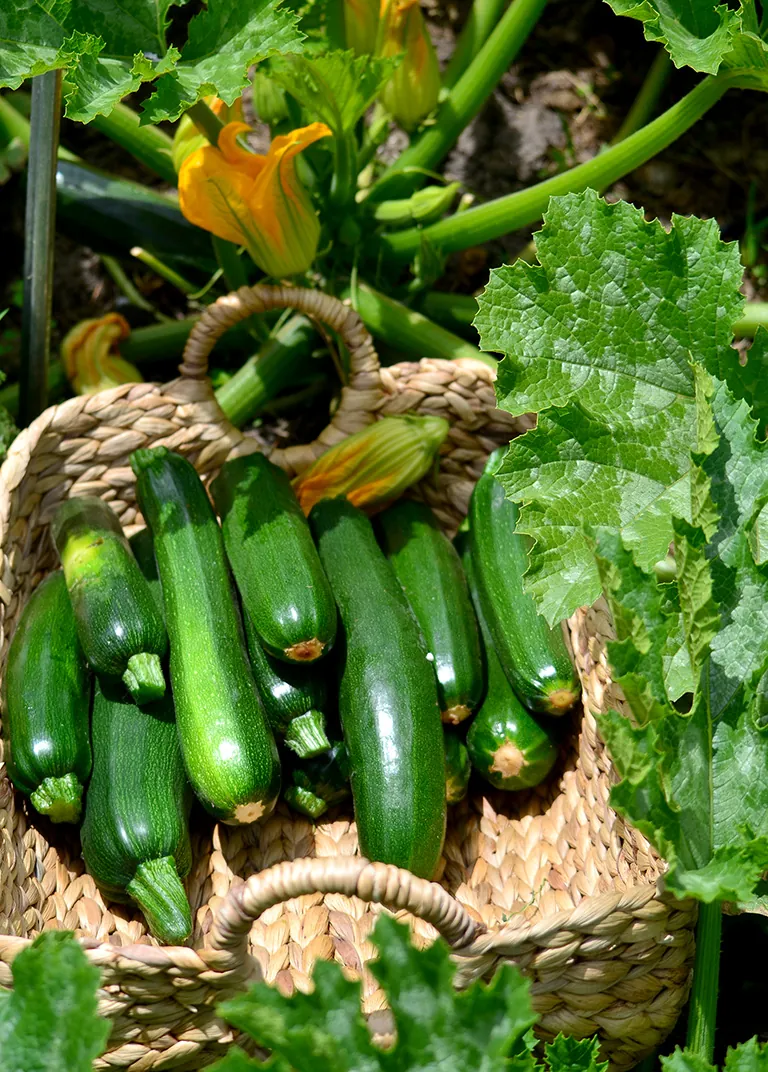 Seed Freaks - ZUCCHINI - Black Beauty - 10 seeds approx