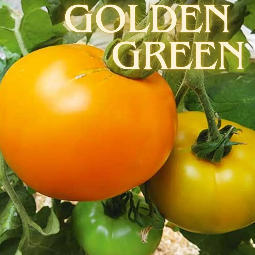 Tomato - Golden Green