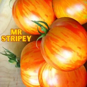Tomato - Mr Stripey