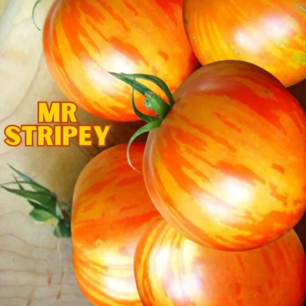 Tomato - Mr Stripey
