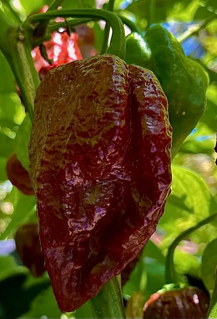 Seed Freaks - Chilli - 7 Pot Chocolate Douglah