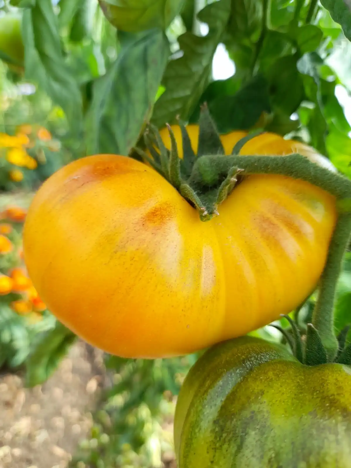 Tomato - Azoychka