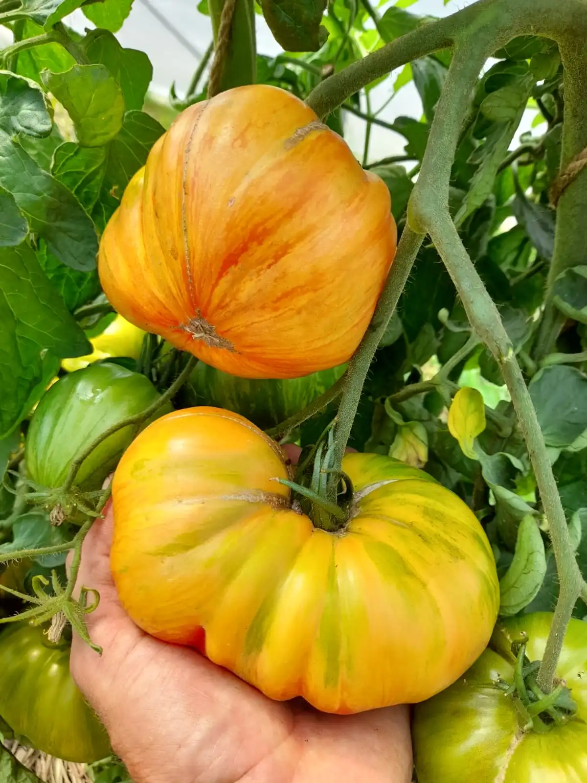 Tomato - Beauty King