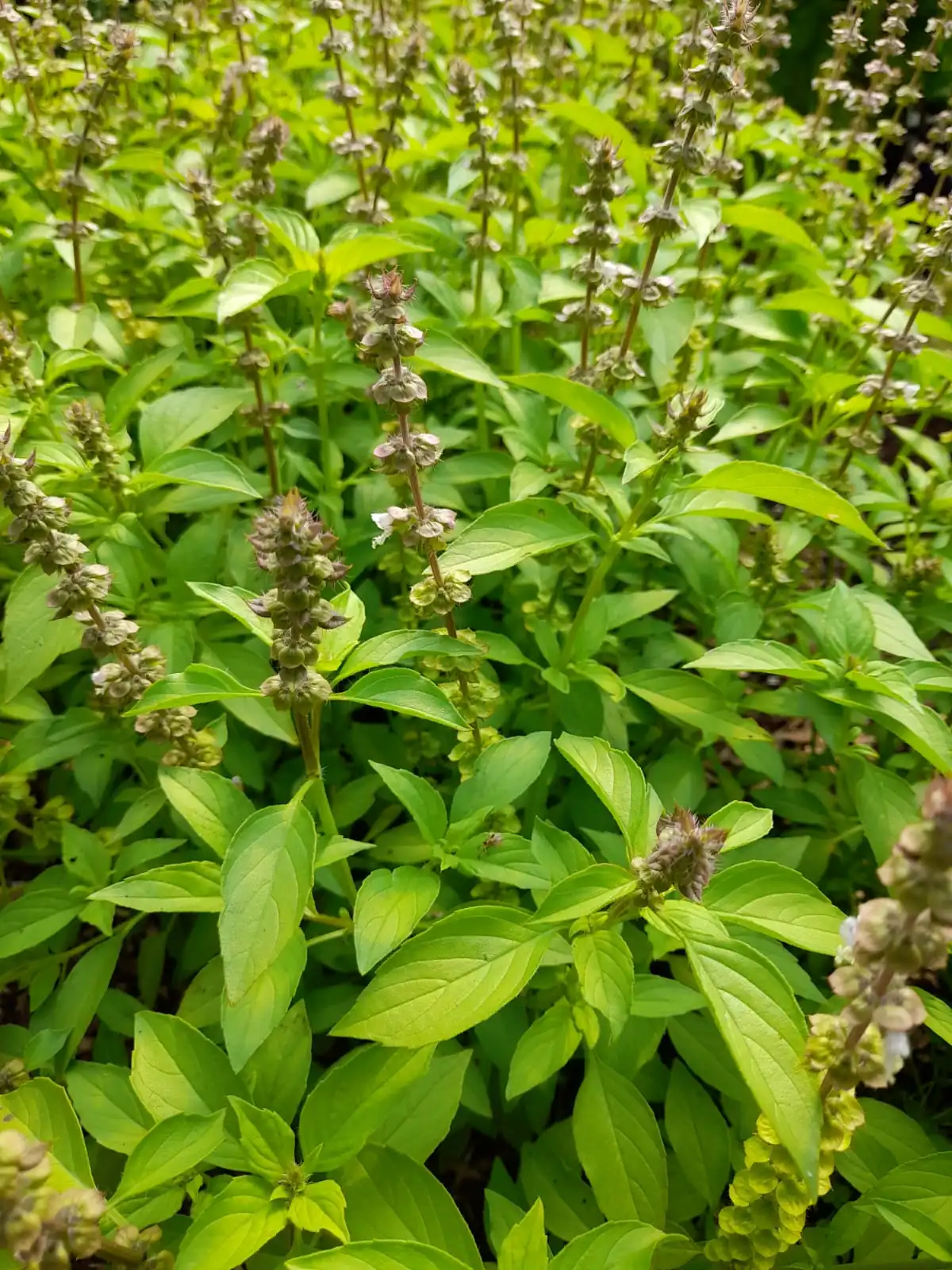 Seed Freaks - Herbs - Basil - Mrs Burns Lemon/Lime - Image 2