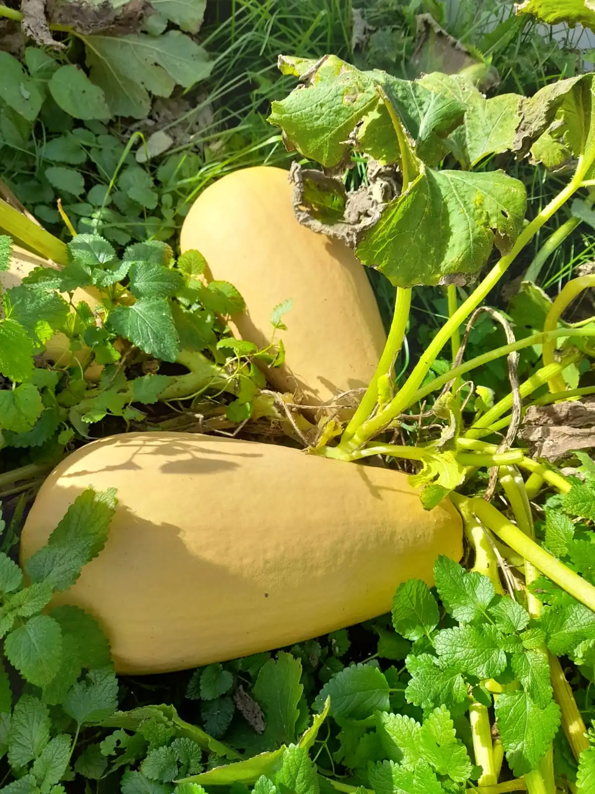 Seed Freaks - ZUCCHINI - Bianca di Trieste