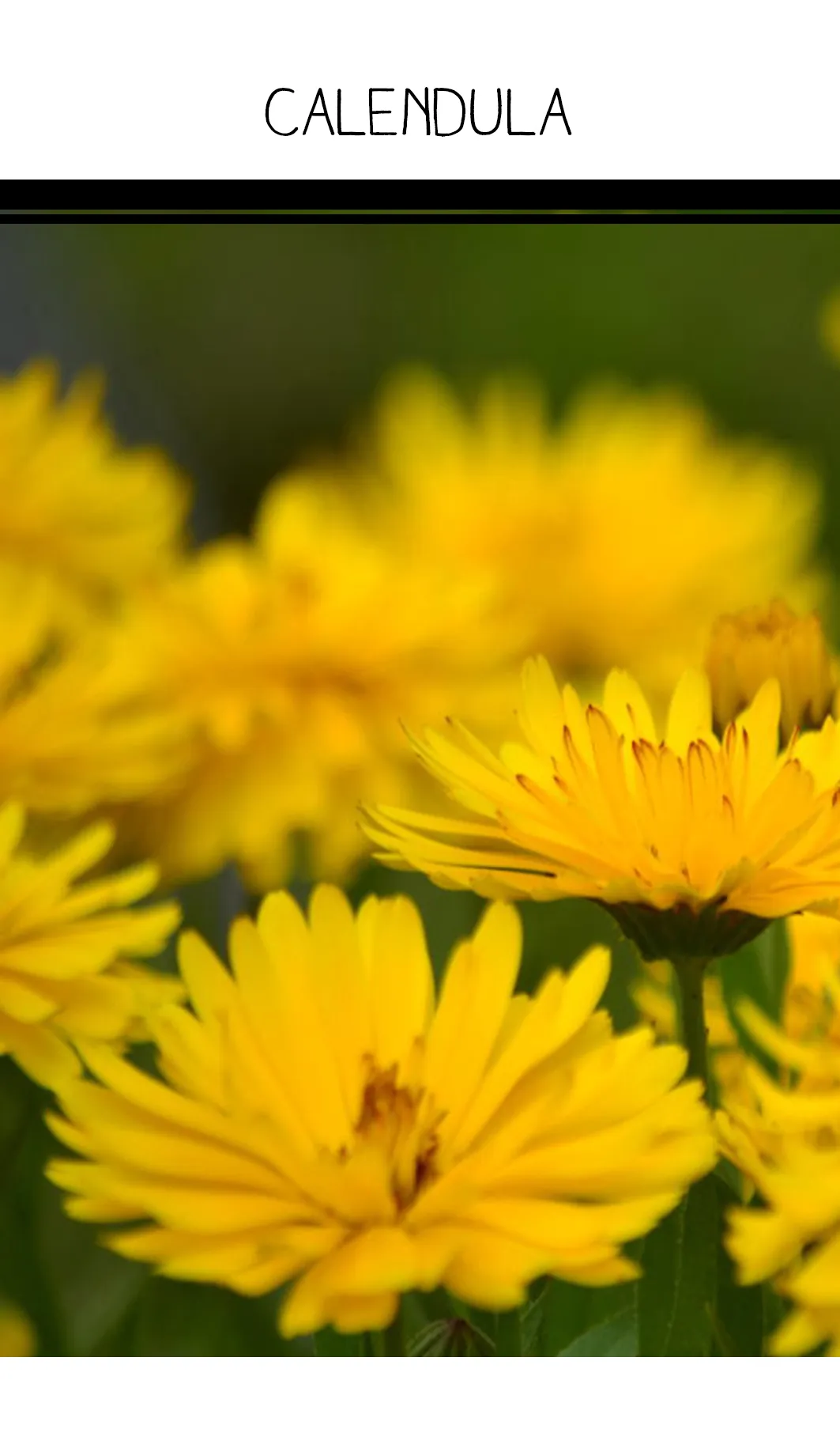 Seed Freaks - Herbs - Calendula