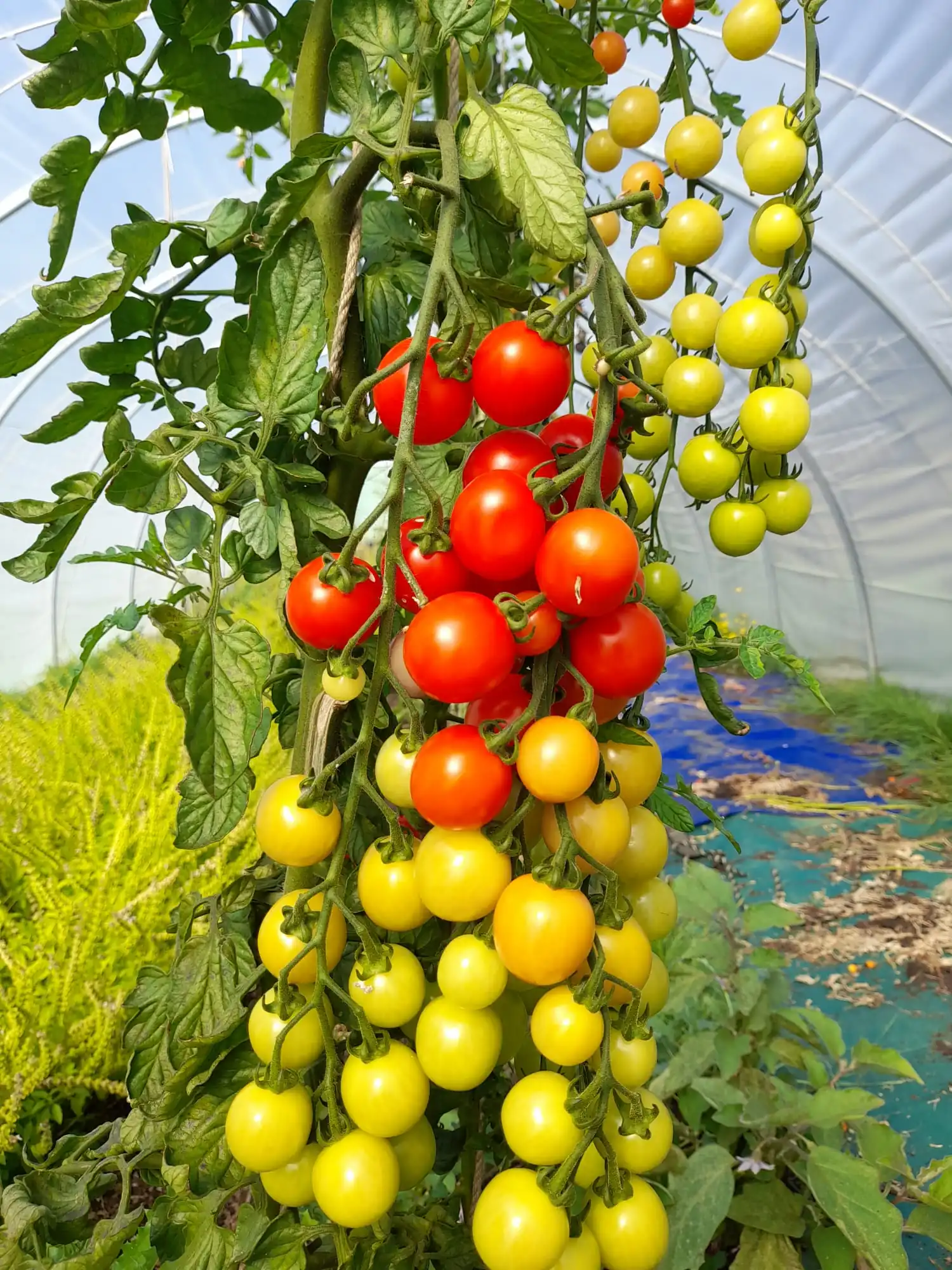 Tomato - Cherry Double Truss