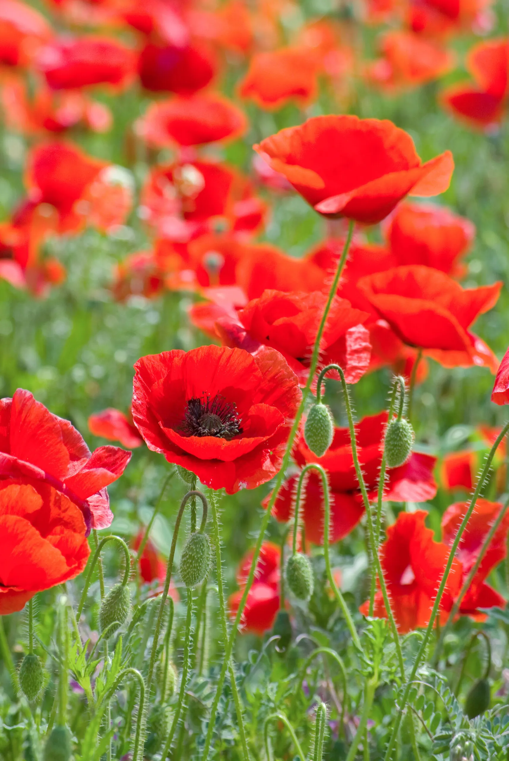 Seed Freaks - Flowers - Flanders / Common Poppy