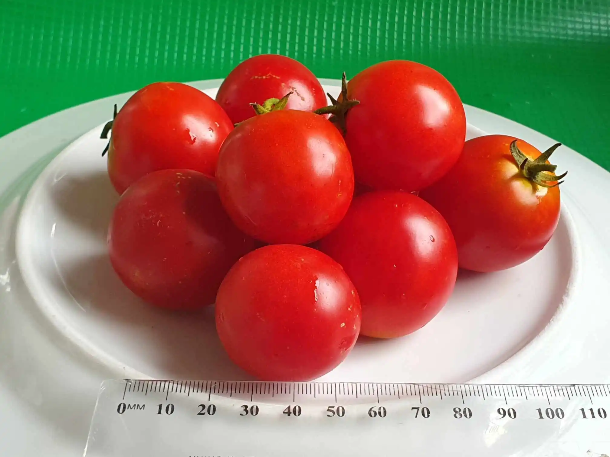 Tomato - Cressy Charm - Image 3