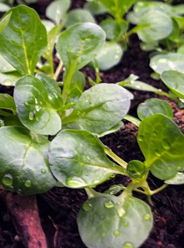 Seed Freaks - LETTUCE - Dutch Corn Salad / Lamb's Lettuce