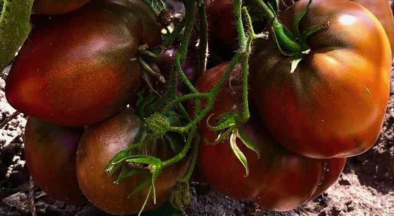 Tomato - Dwarf Purple Heart