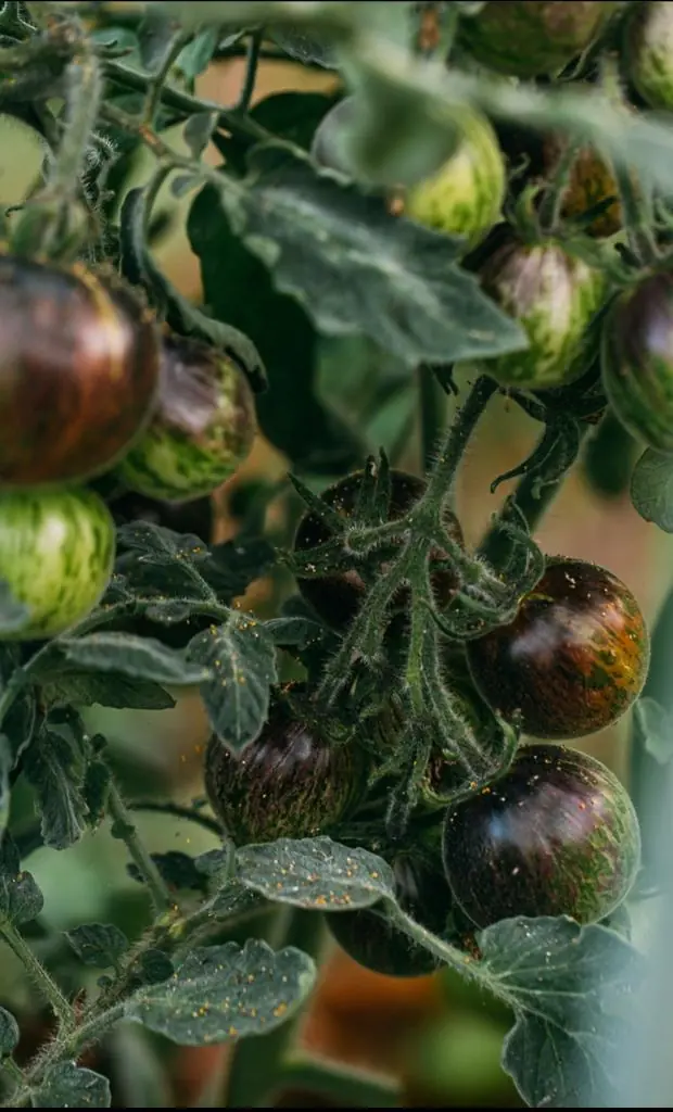 Tomato - Extravagante Rouffiange