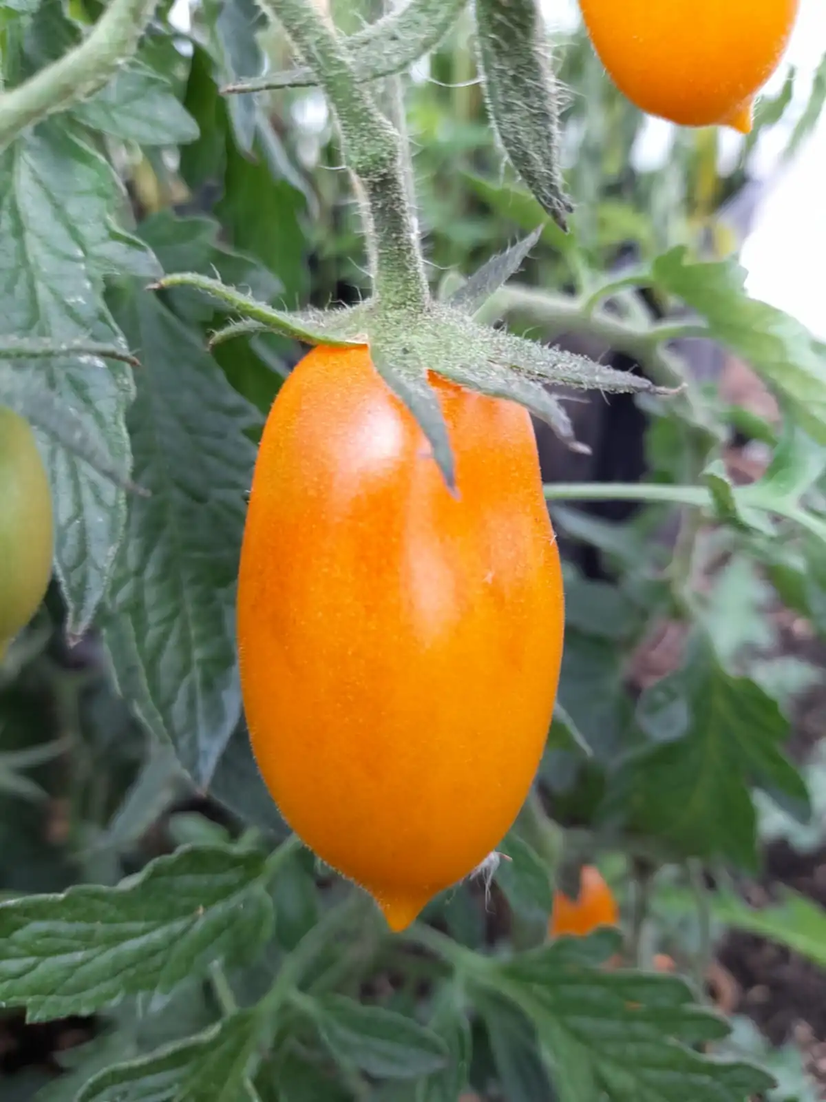 Tomato - Golden Light