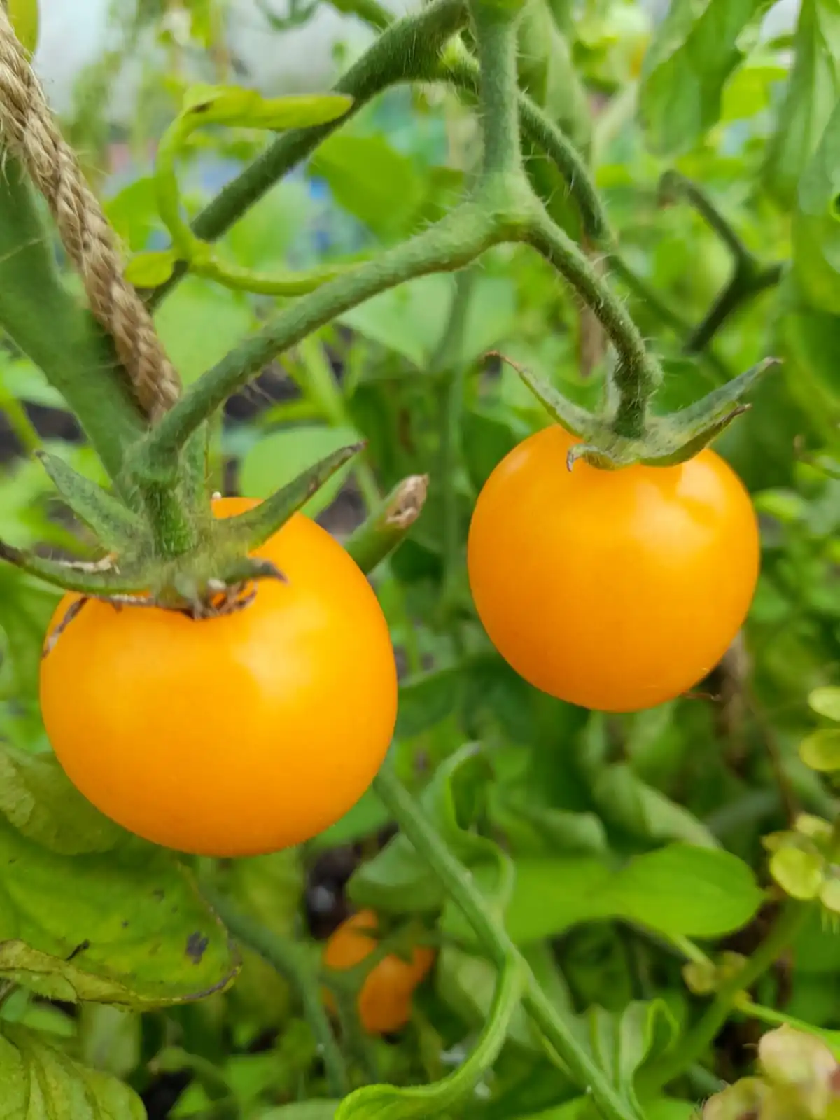 Tomato - Gold Nugget - Image 2