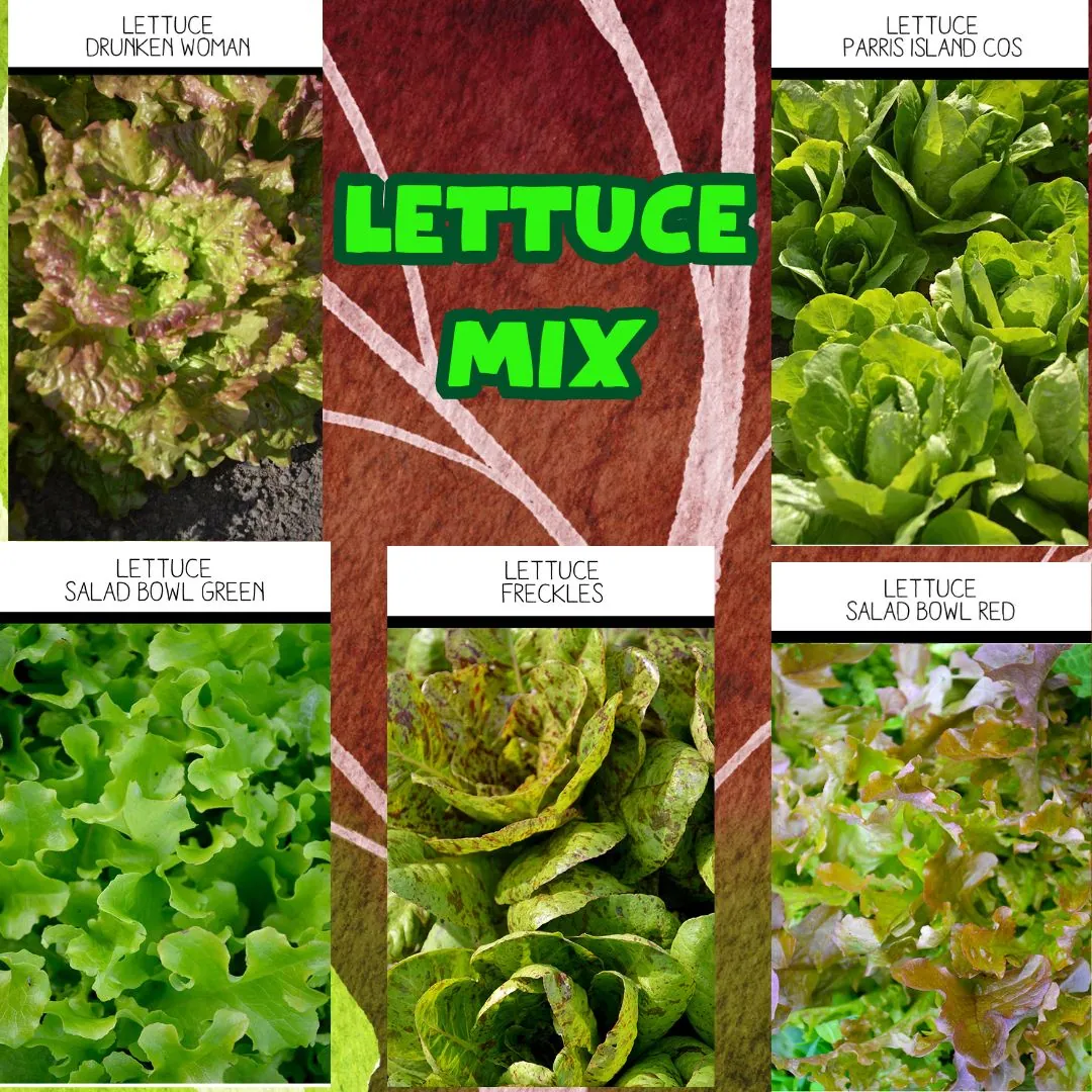 Seed Freaks - LETTUCE MIX