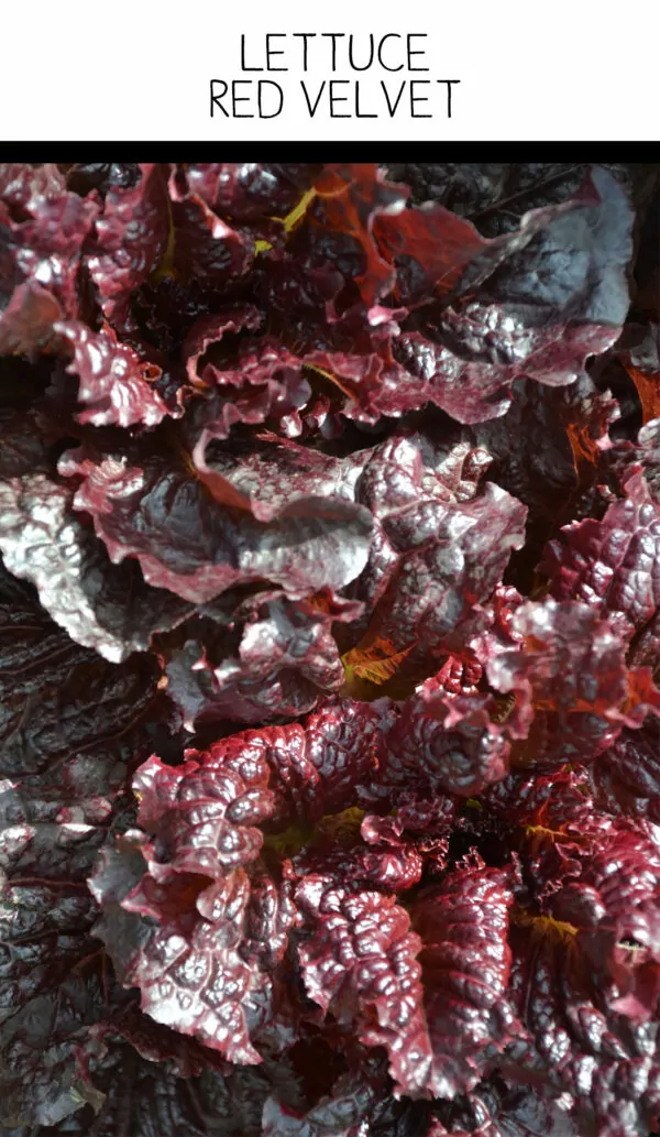 Seed Freaks - LETTUCE - Red Velvet