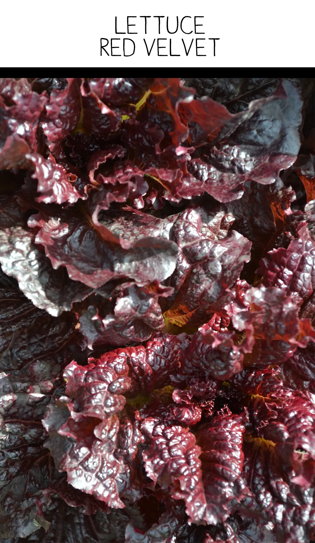 Seed Freaks - LETTUCE - Red Velvet