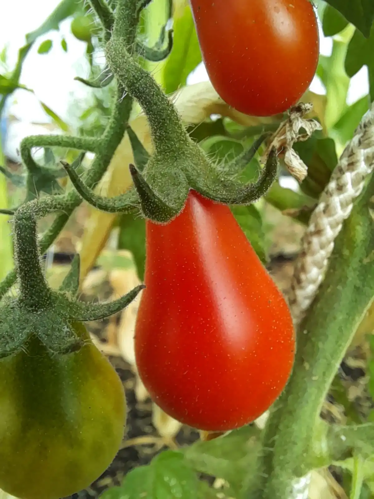 Tomato - Miniature Red Pear