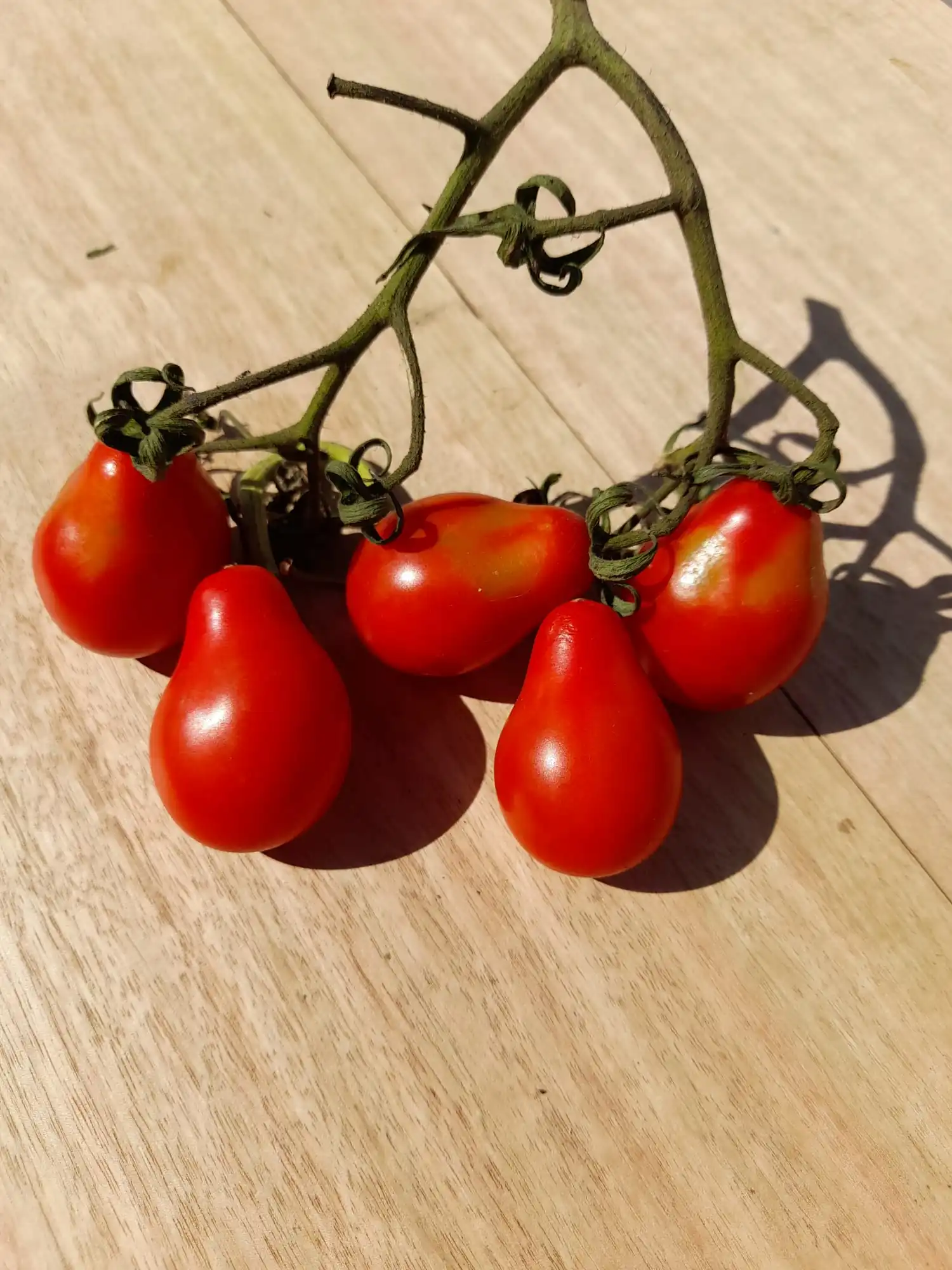 Tomato - Miniature Red Pear - Image 3