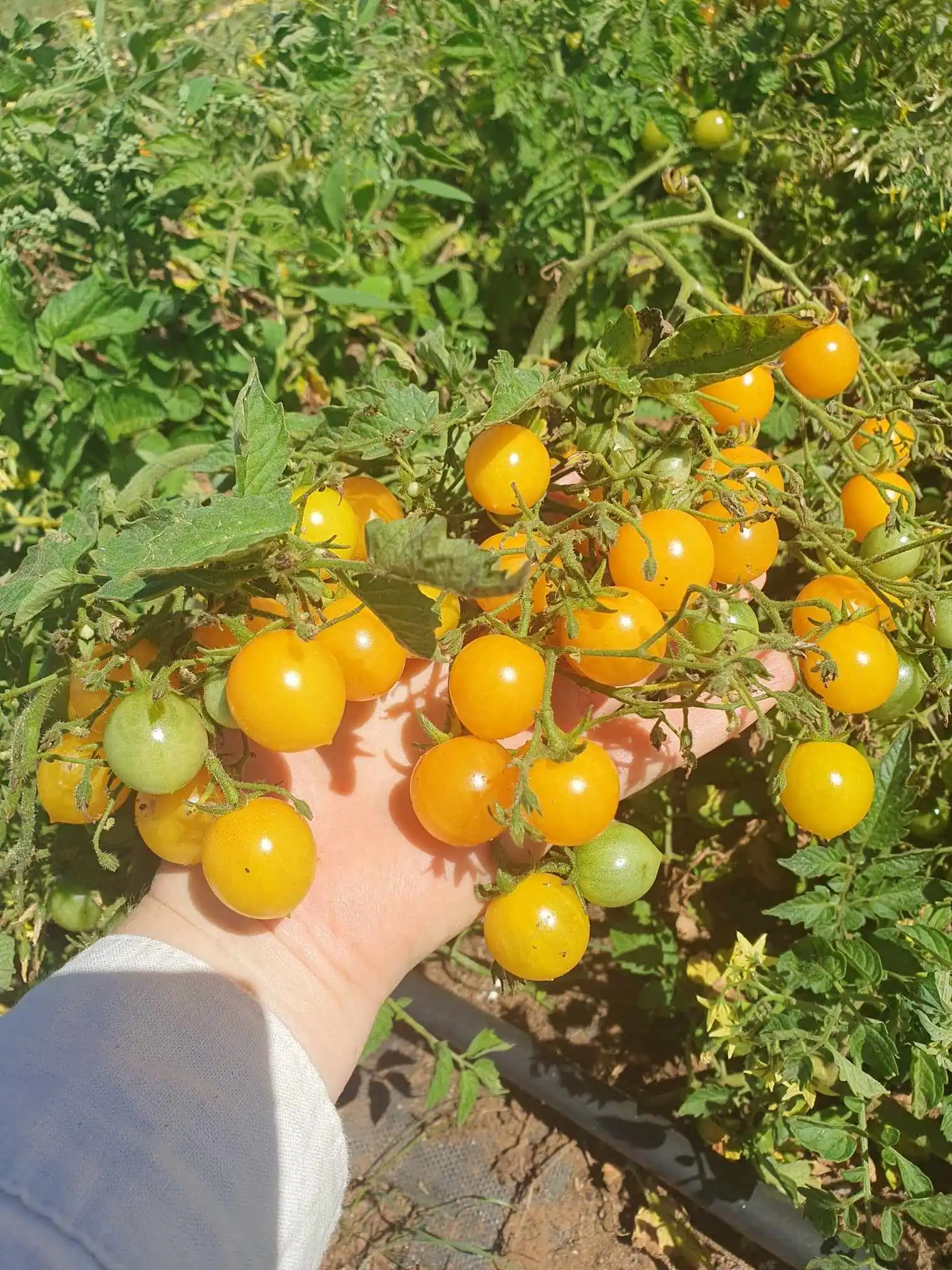 Tomato - Millefleur