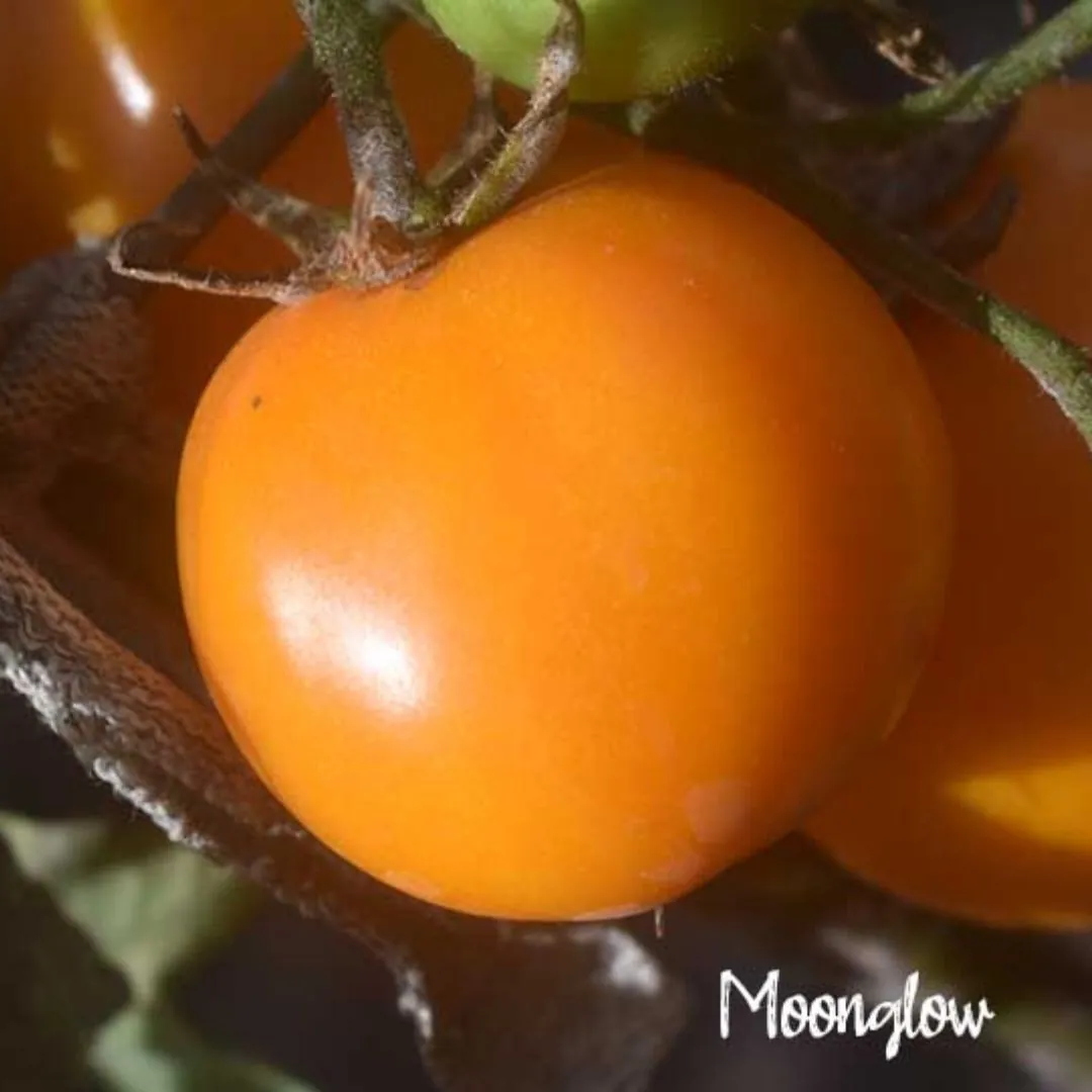Tomato - Moonglow