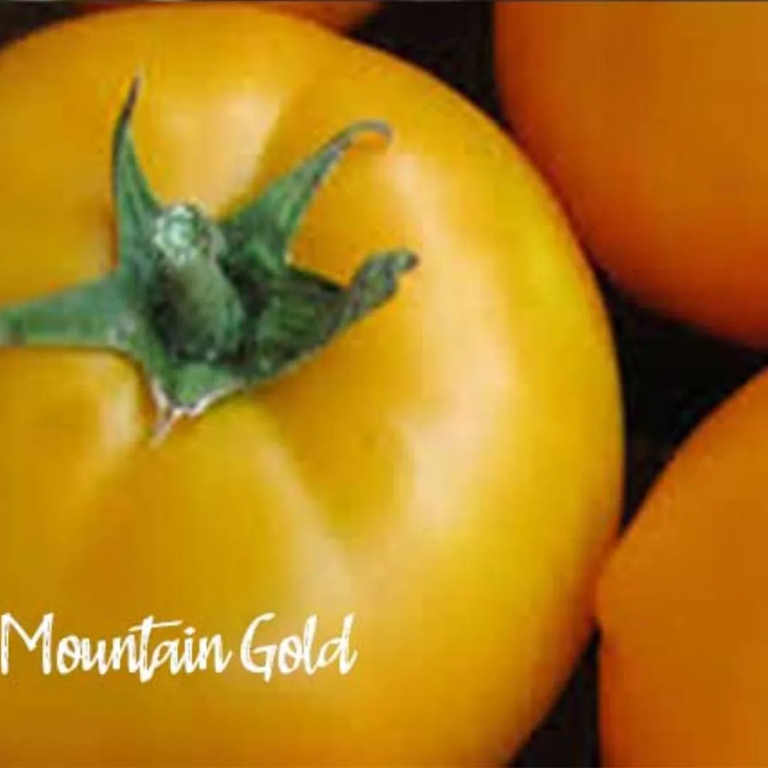 Tomato - Mountain Gold