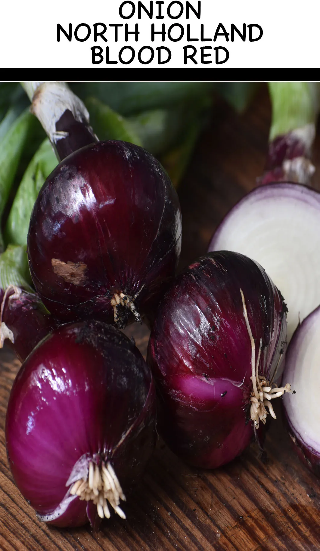 Seed Freaks - Onion North Holland Blood Red