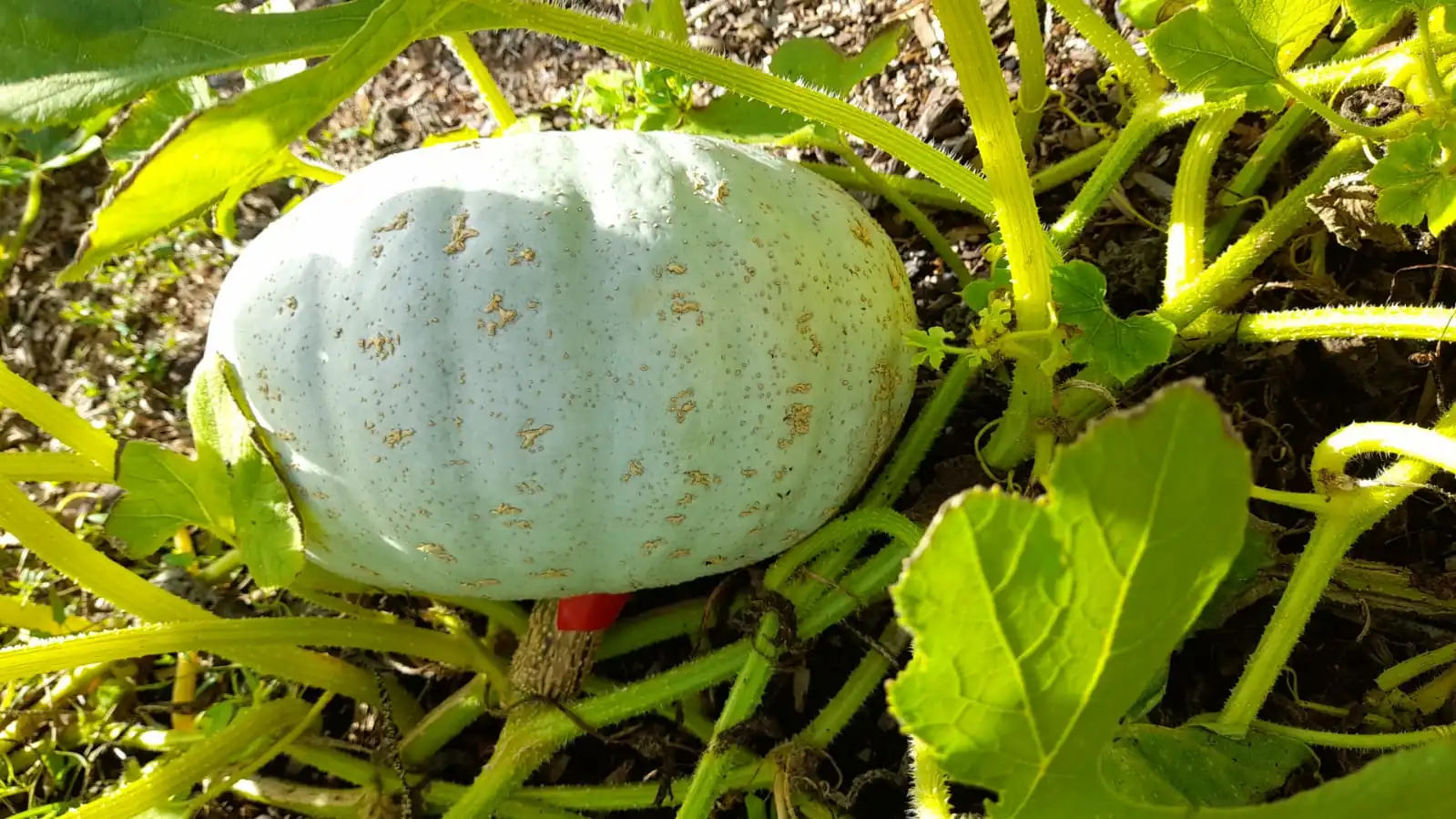 Seed Freaks - SQUASH - Oregon Homestead Sweet Meat