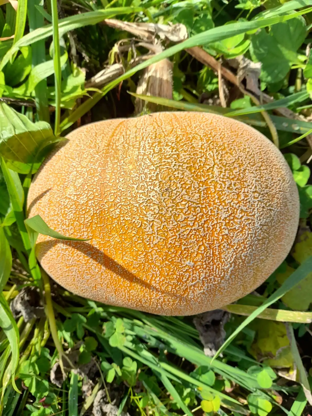 Seed Freaks - Pumpkin - Winter Luxury