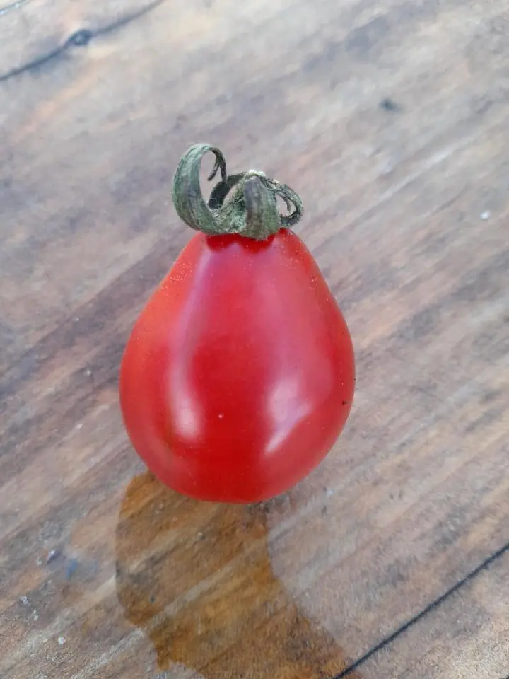 Tomato - Red Fig