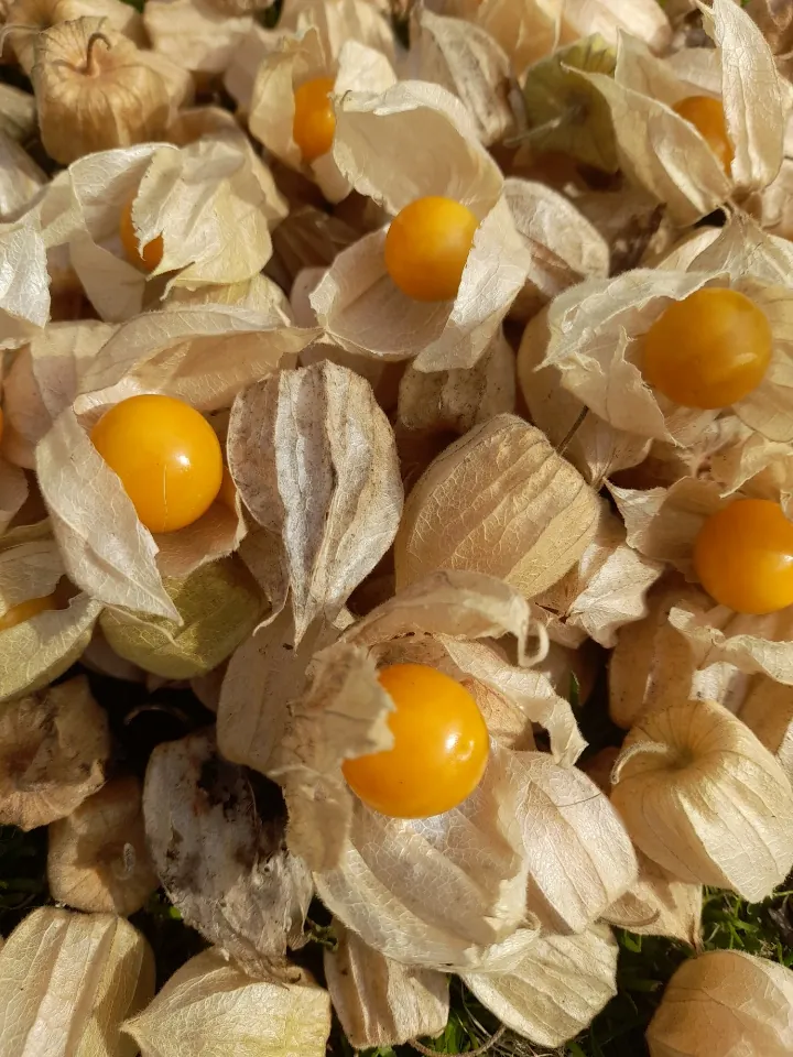 Physalis - Golden Nugget