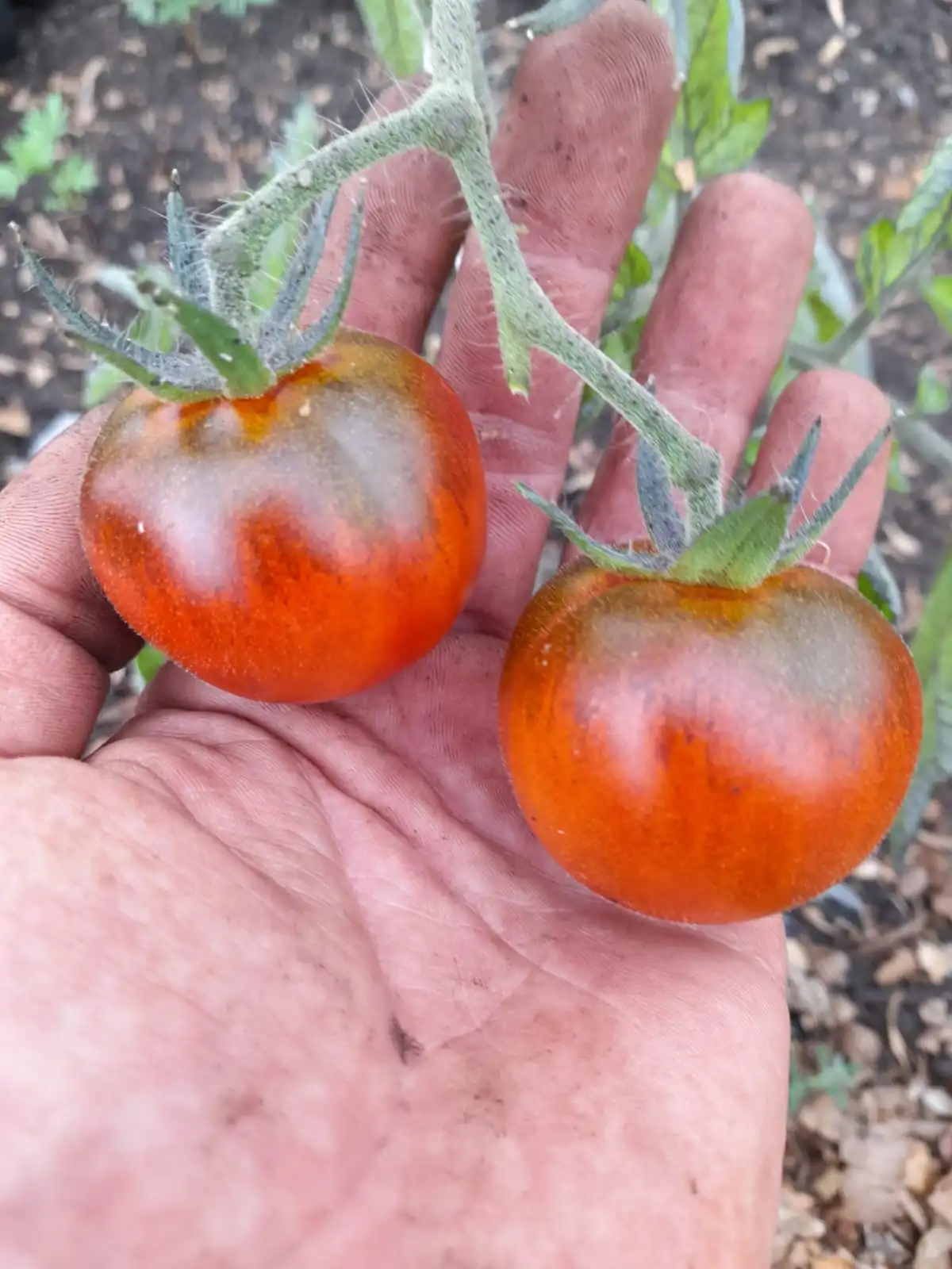 Tomato - Riesentraube