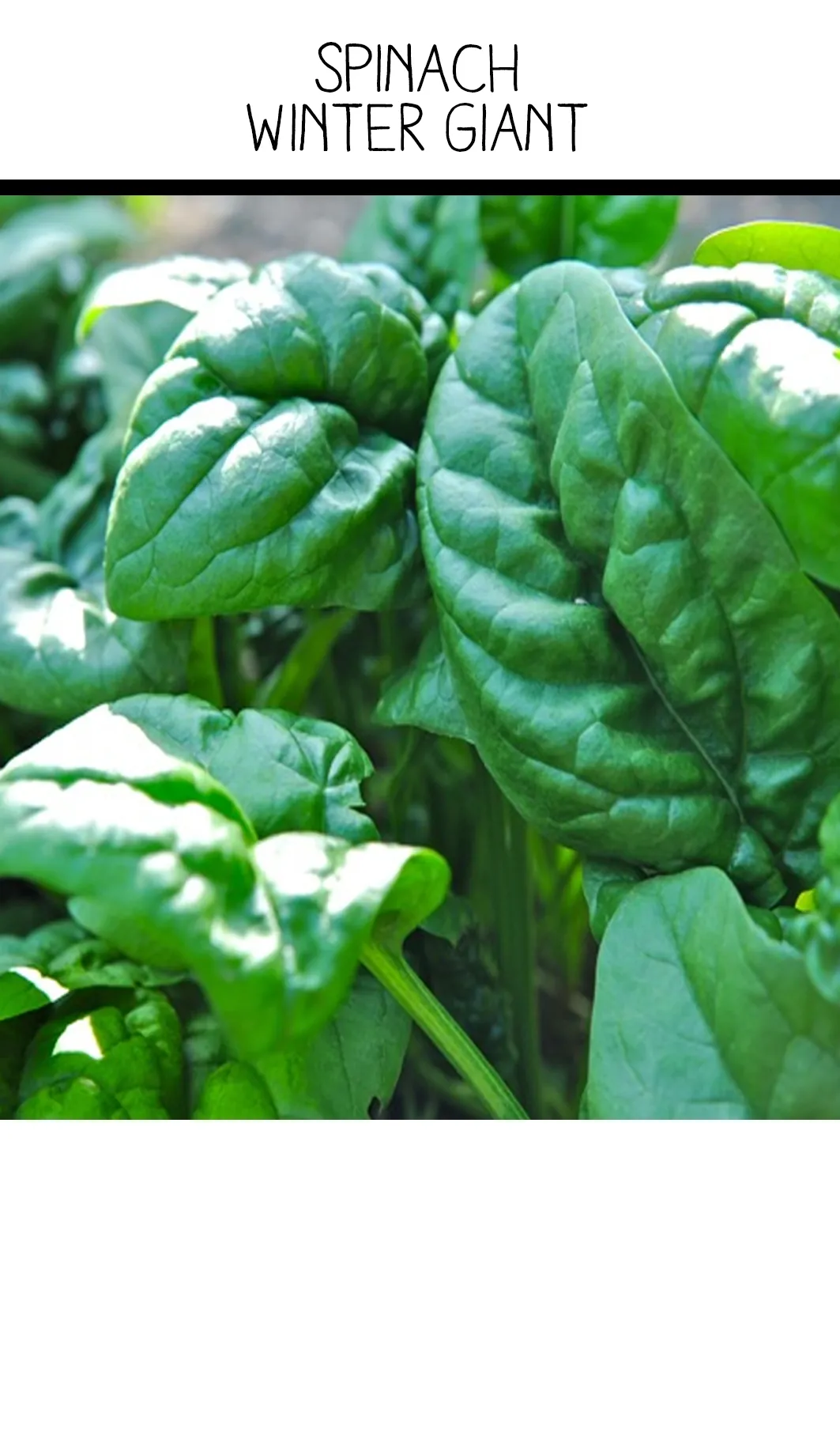 Seed Freaks - Spinach - Winter Giant