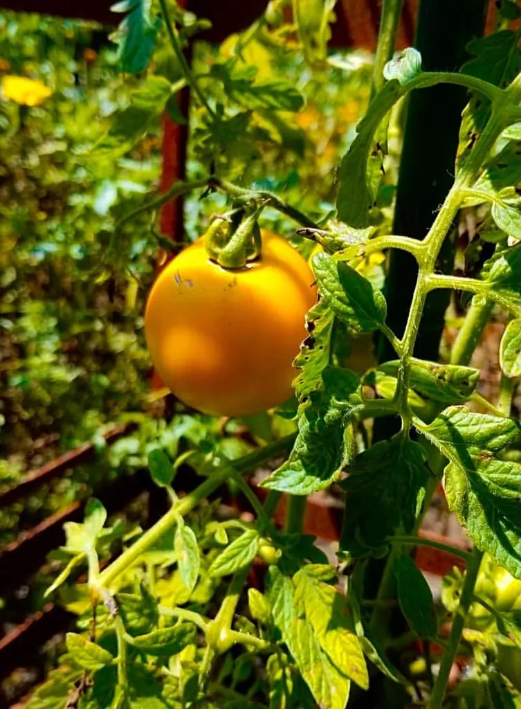 Tomato - Sunray